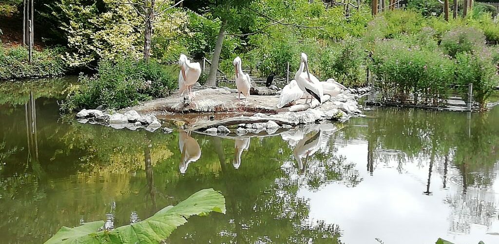 zoo de lille pélican